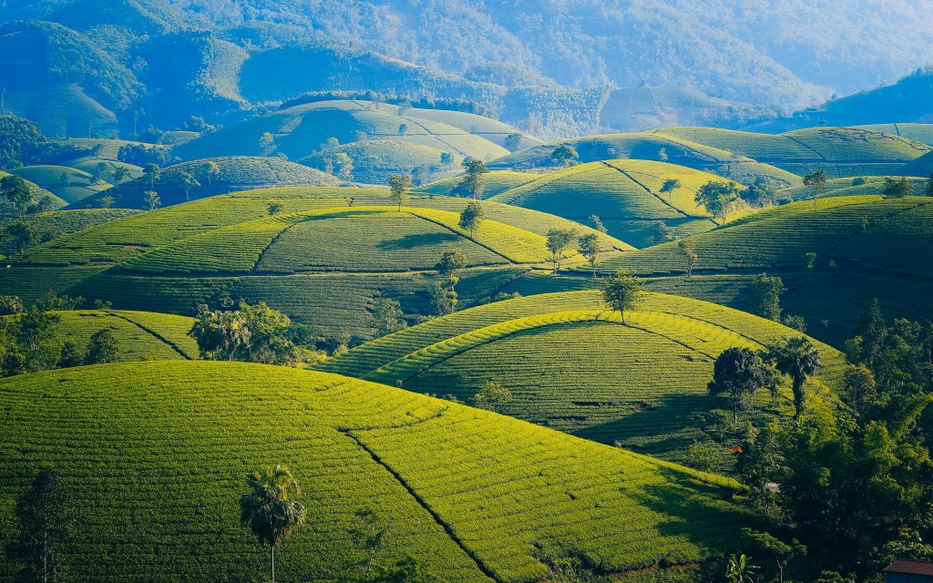 Darjeeling black tea leaves