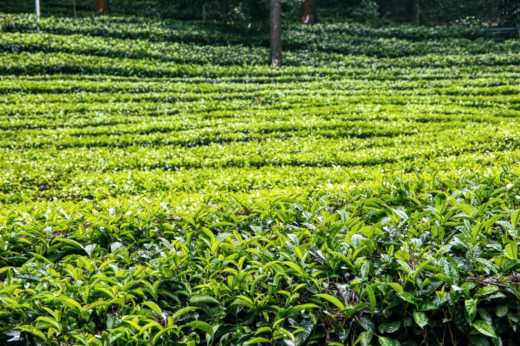 A Beautiful Assam Black Tea Garden