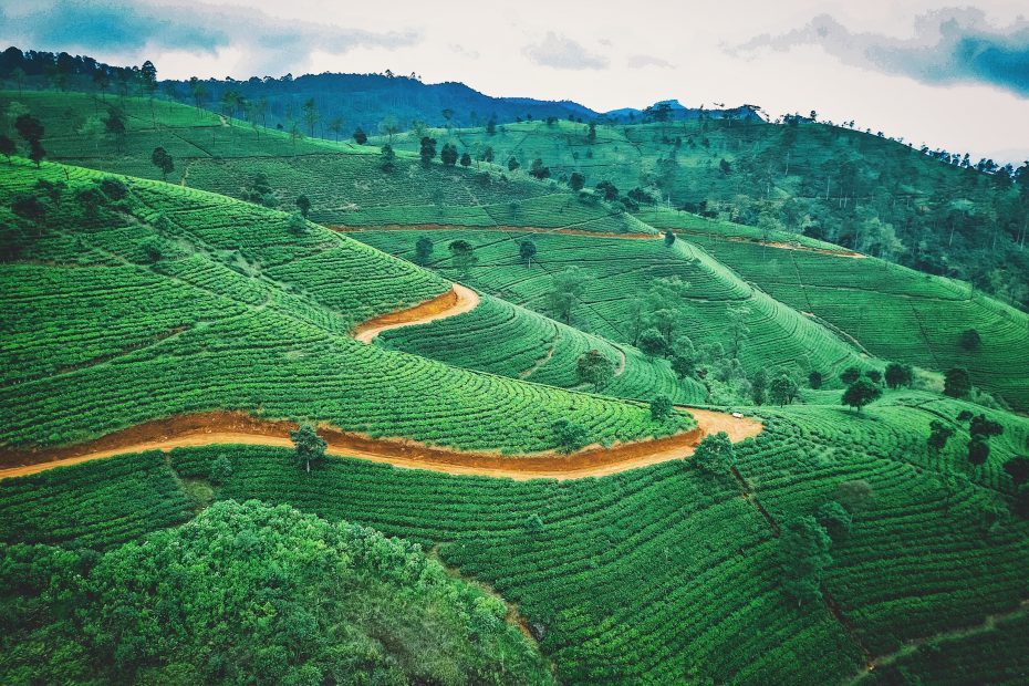 Sri Lankan Tea