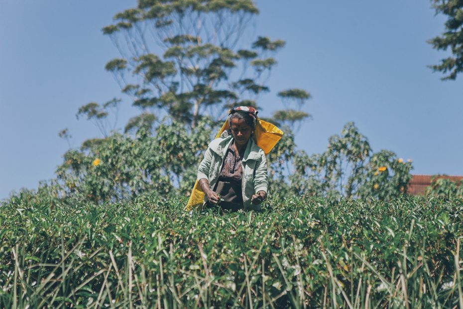 Sri Lankan Black Tea: Nuwara Eliya