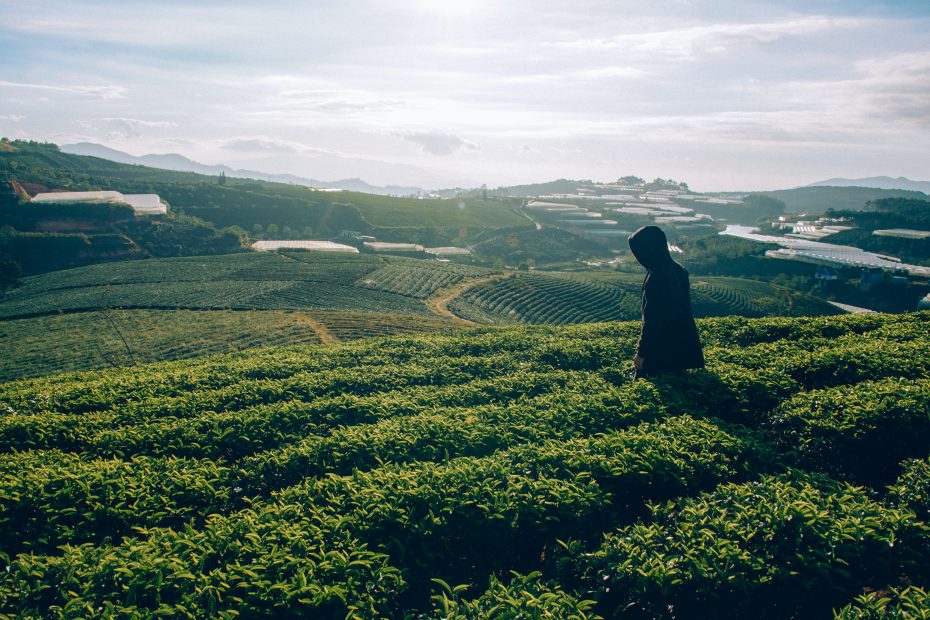 Tea trends, is hojicha powder the new matcha?