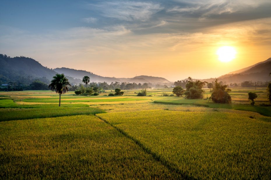 Tea Plantation