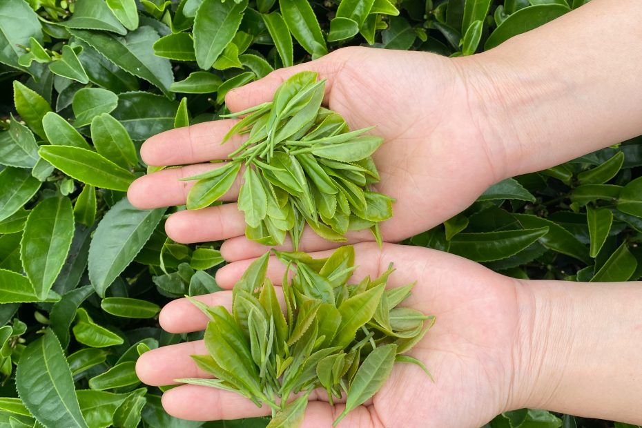 The Tea Harvest