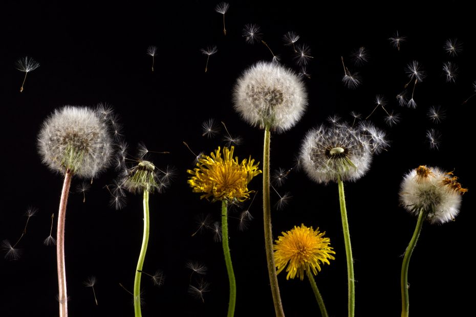 What is Dandelion herbal tea