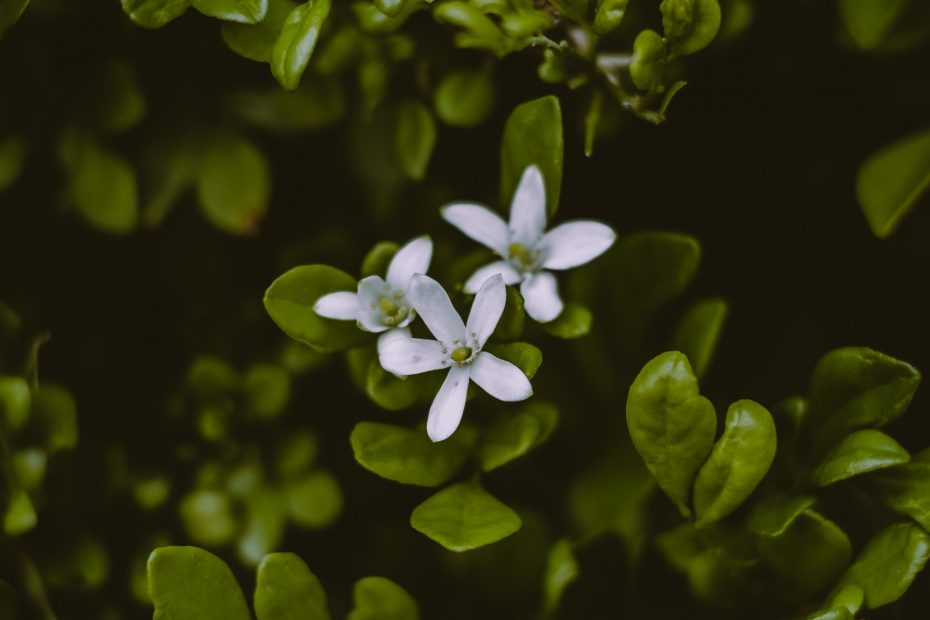 What is Brahmi (Bacopa monniera)?