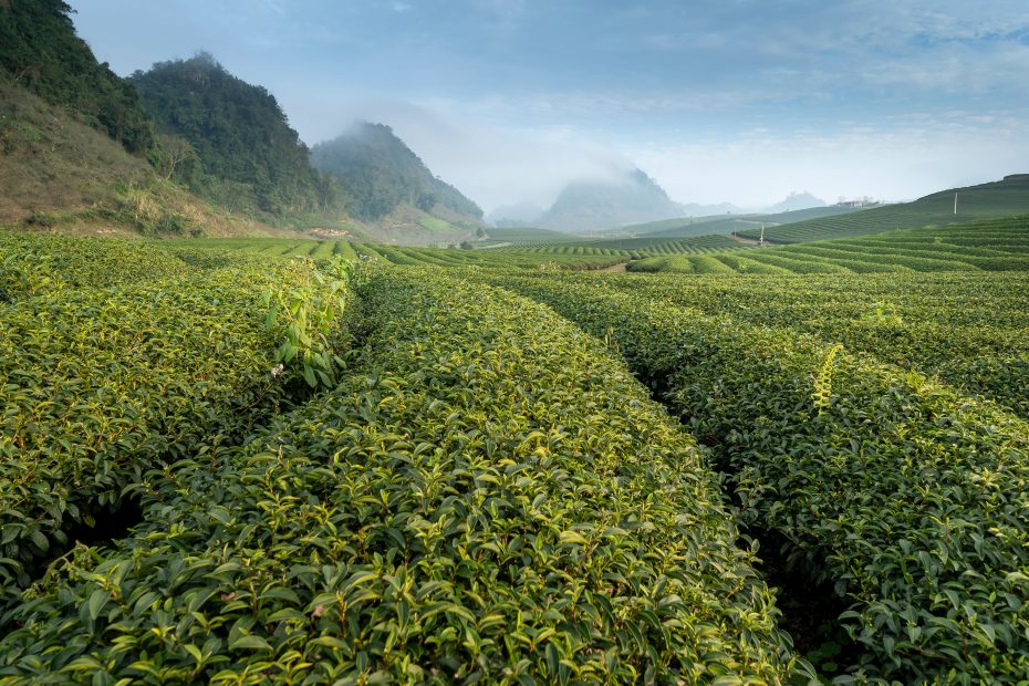 Kabusecha, Shade-Grown Green Tea