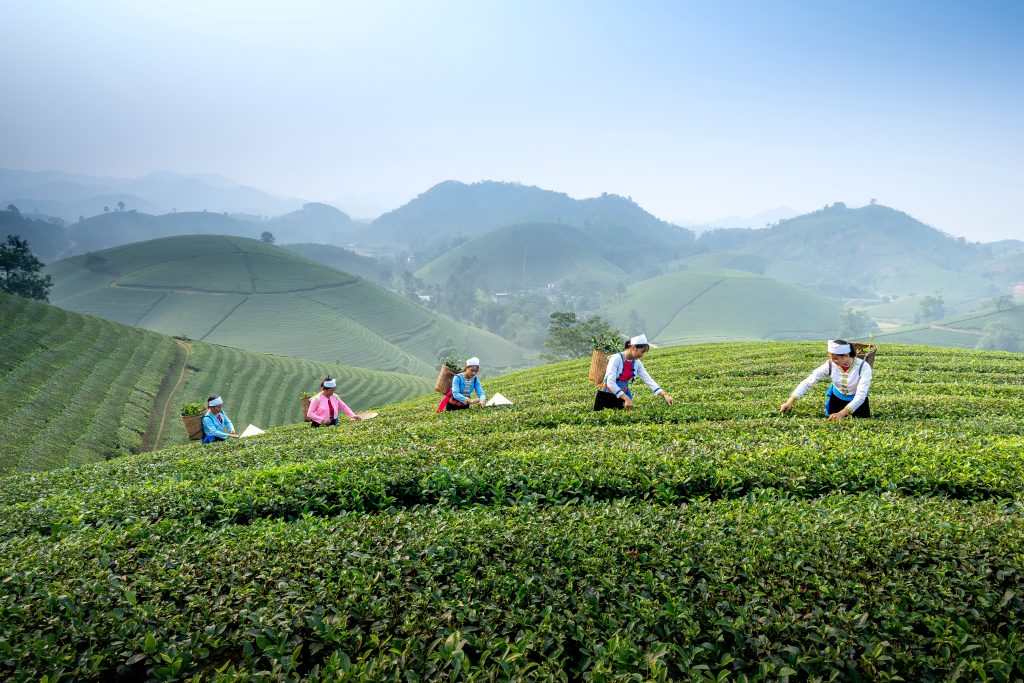 Where is tea grown?