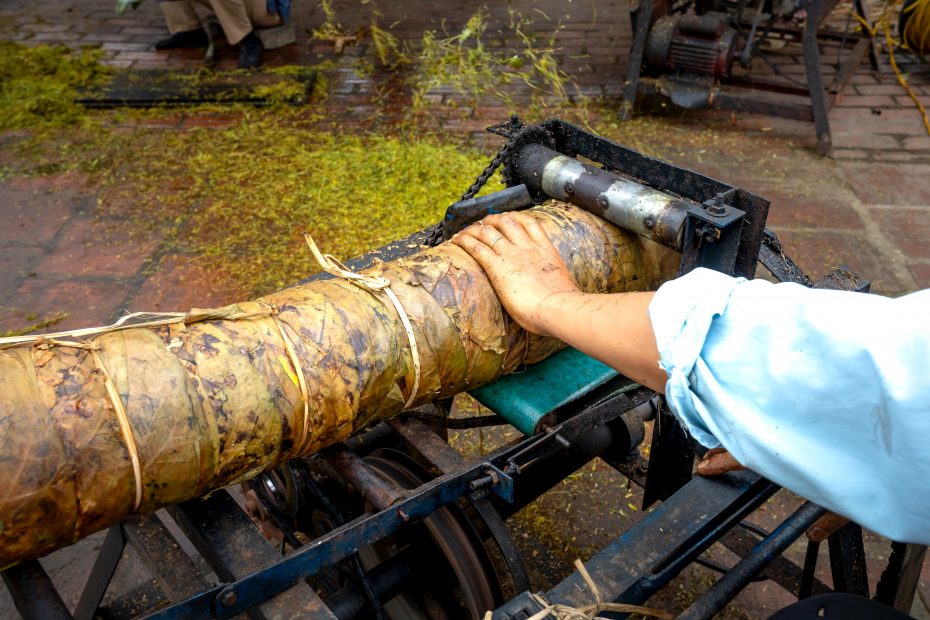 How Tea Is Processed